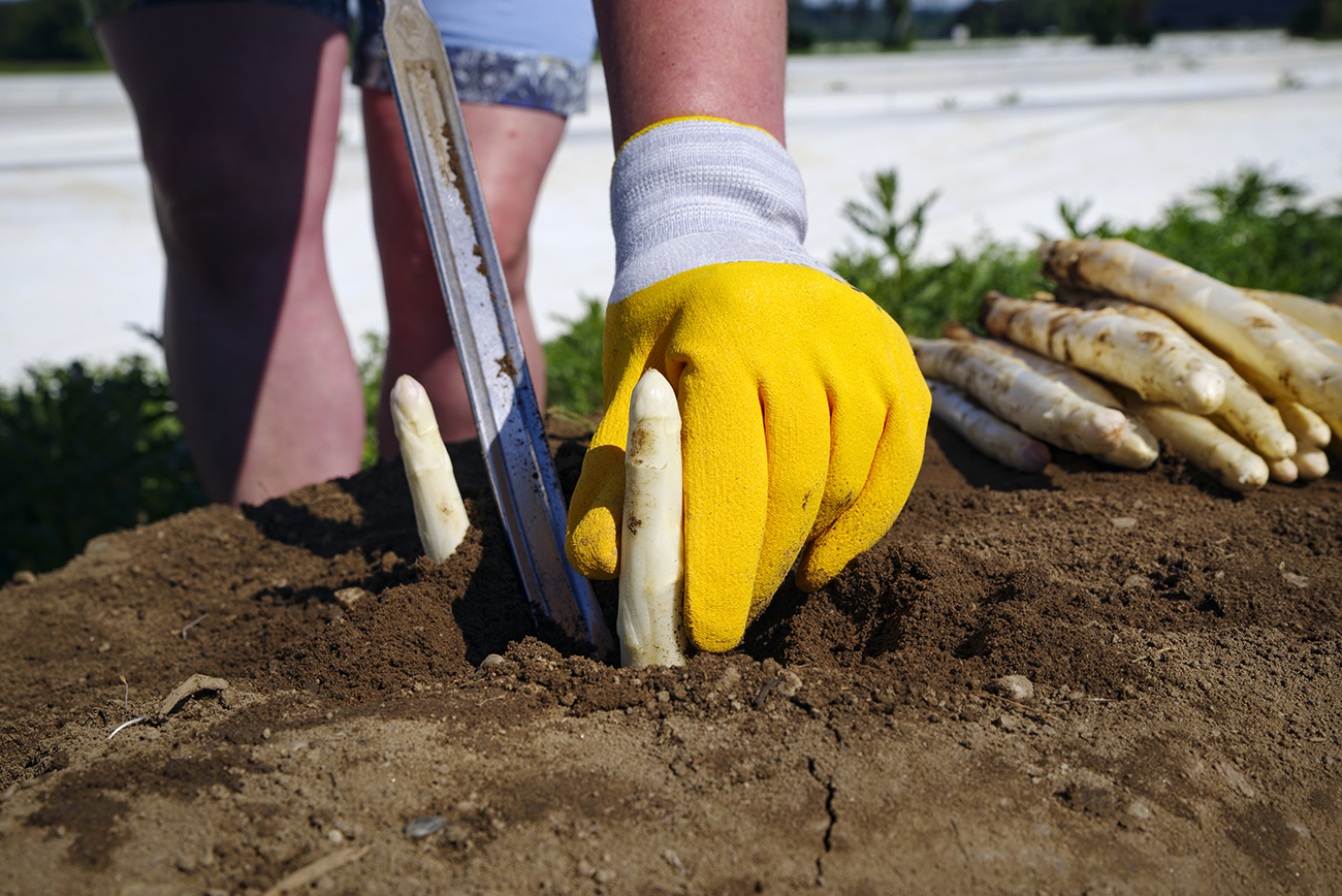 Spargelstechen